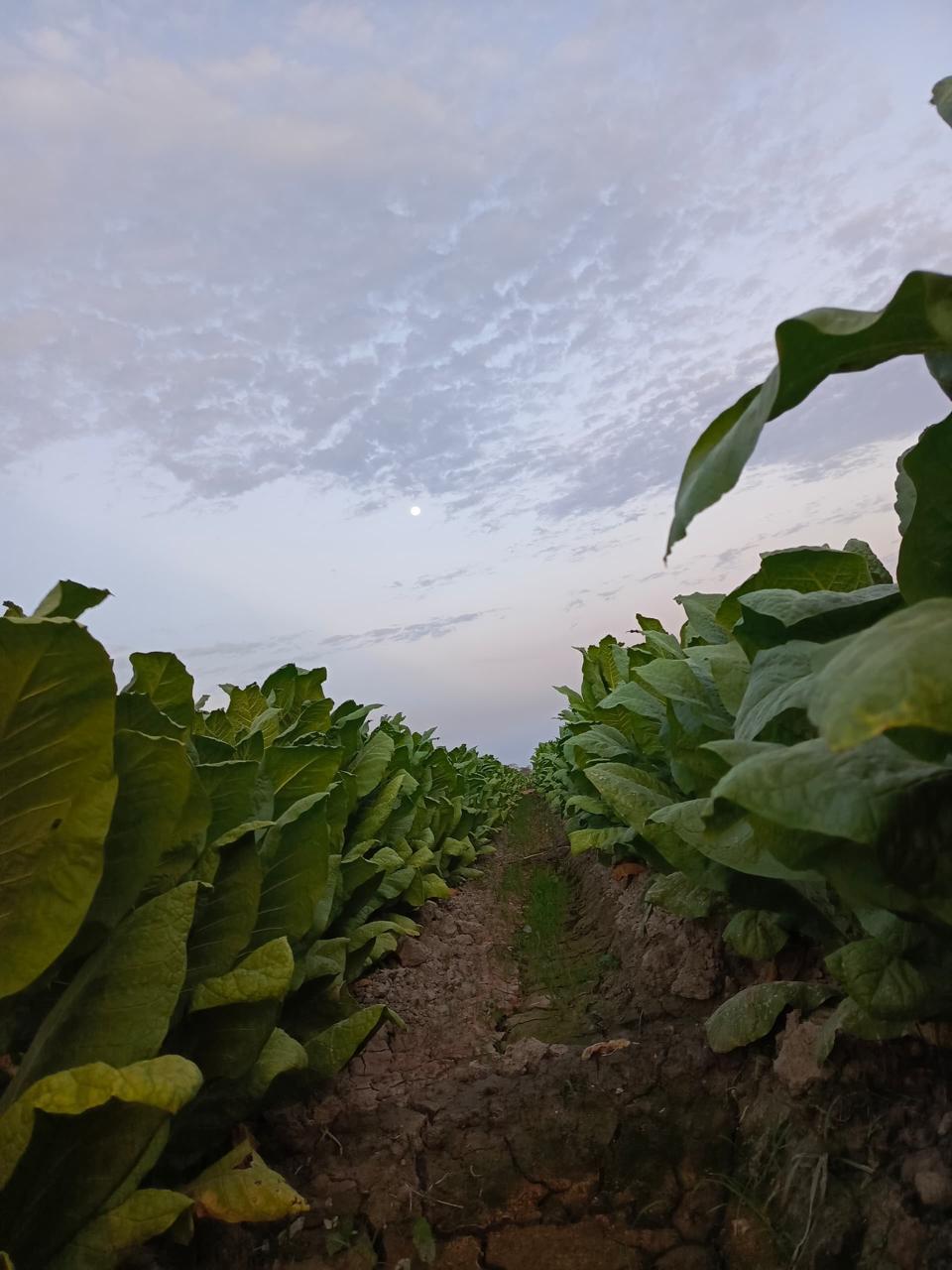 Sembradios de Tabaco