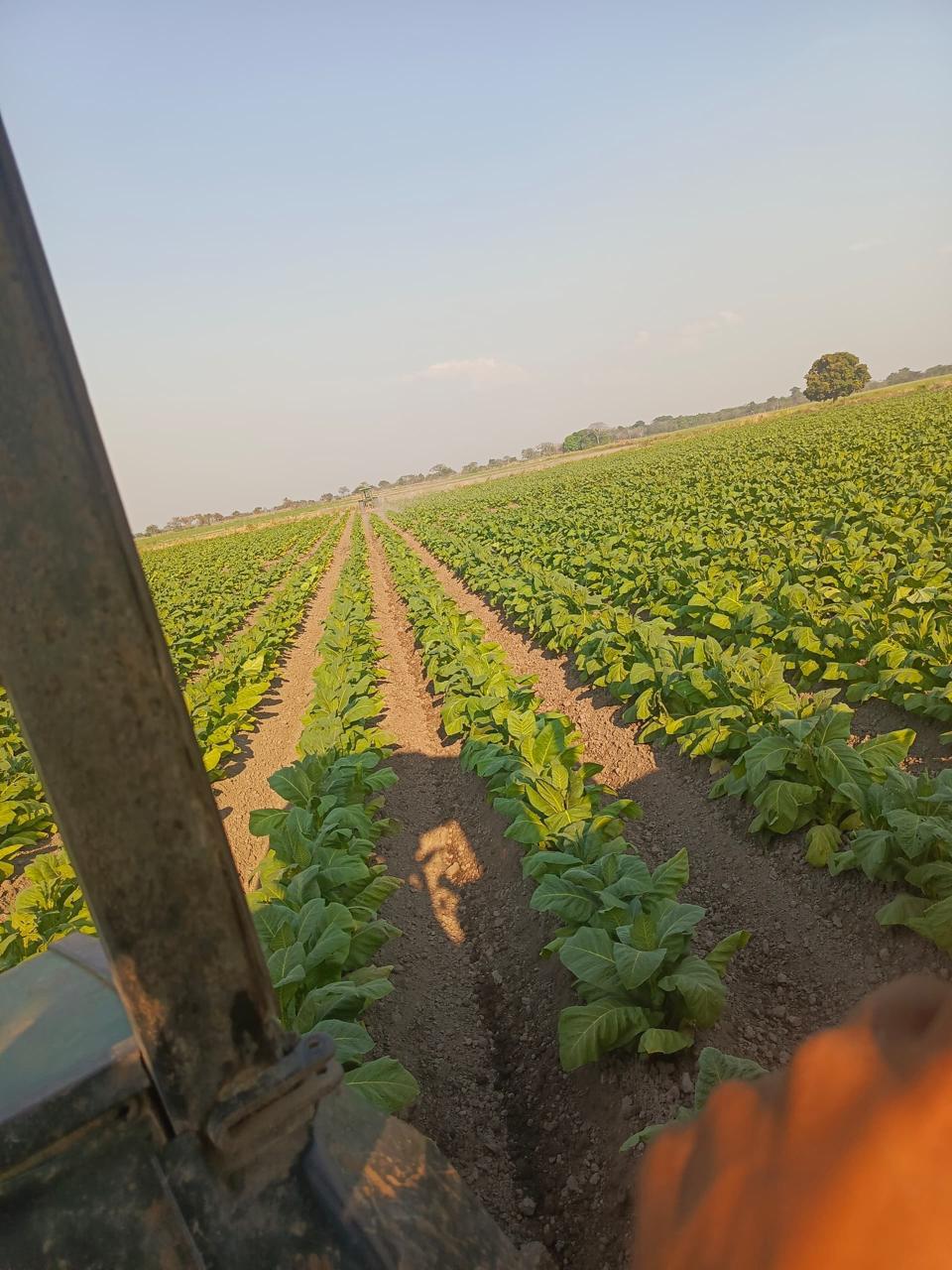 Sembradios de Tabaco